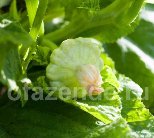 Secrets of squash cultivation in open field, how to plant and care for a vegetable