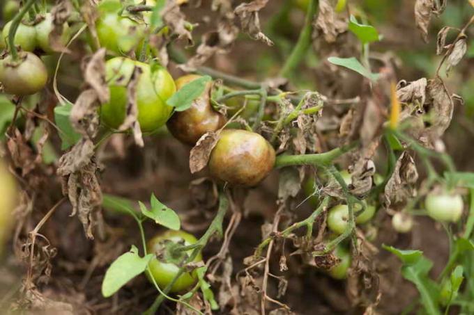 How to protect tomatoes from late blight