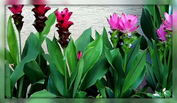 How to grow on a windowsill turmeric and get just gorgeous flower room