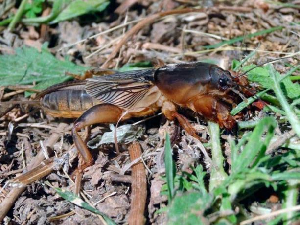 See how easy it is to get rid of mole crickets forever. Five Proven Ways.