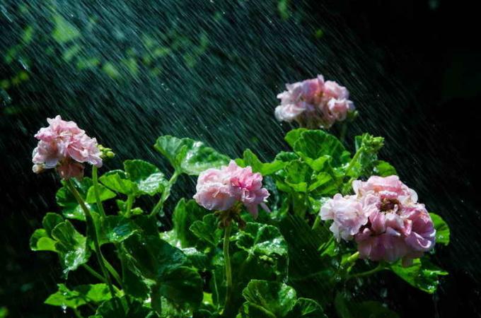 Watering Geranium. Illustration for an article is used for a standard license © ofazende.ru