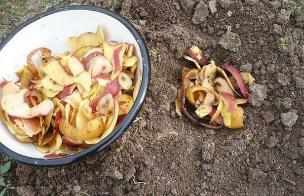 The use of potato peelings in the garden. Waste that benefit