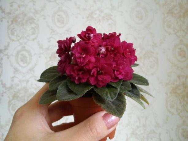 As experienced florists achieve flowering violets lush cap