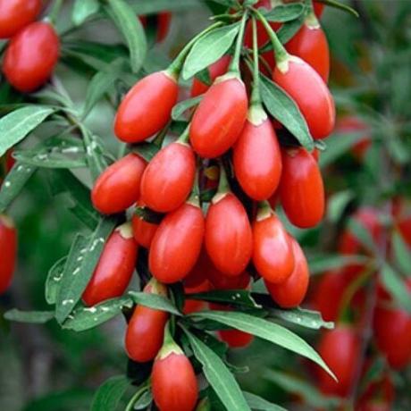 How to grow goji berries on your own site