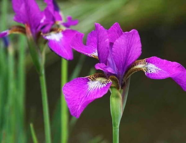 Beautiful Irises. Illustration for an article is used for a standard license © ofazende.ru