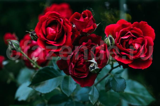 8 secrets of growing roses