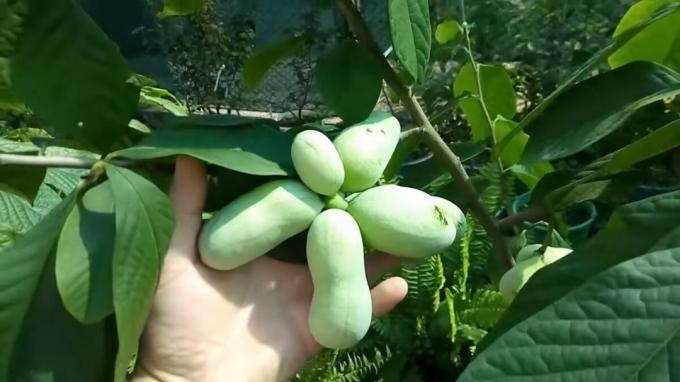 Here's a pawpaw grower grows from Transcarpathia