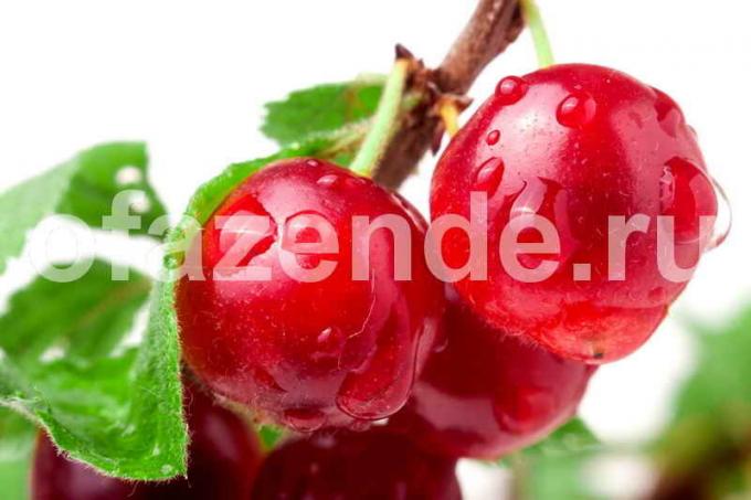 Felt cherry: photos and a detailed description of a felt cherry