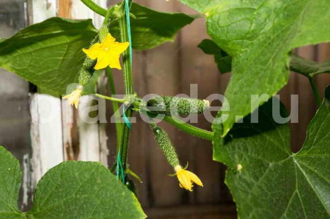 Cucumbers do not want to grow. Causes and Solutions