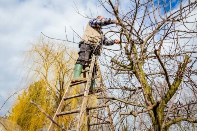 How to file down the branches on fruit trees