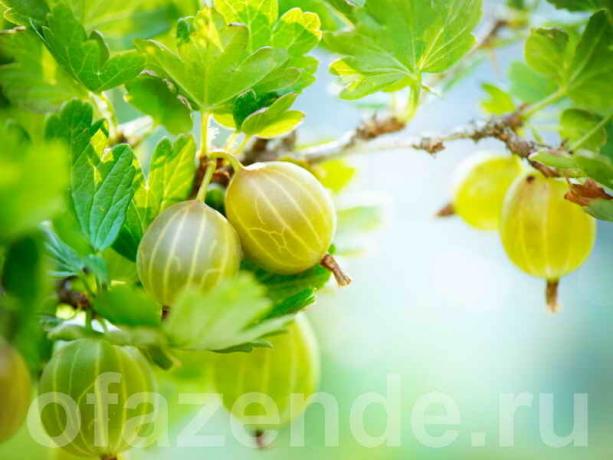 Tame gooseberries: pruning, creating forms of bush