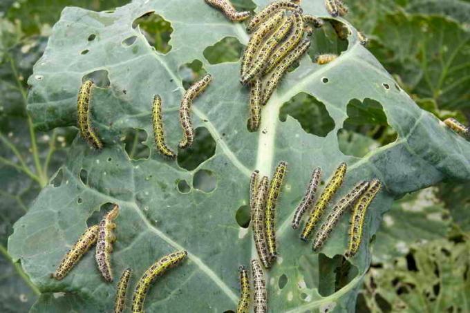 Caterpillar on a leaf of cabbage. Illustration for an article is used for a standard license © ofazende.ru