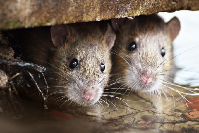 What insulation mice do not bite? Results of the experiment.