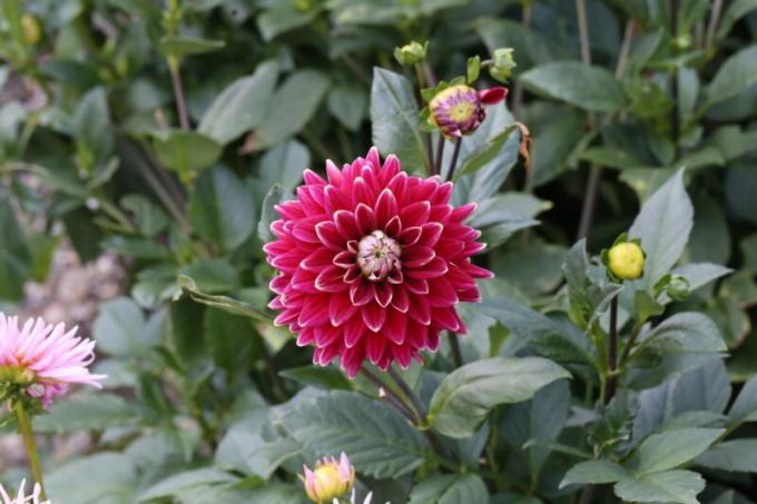 How to store dahlias winter when digging