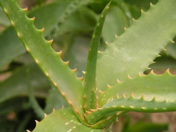 Aloe vera leaves. Save the publication in social networks, in order not to lose!