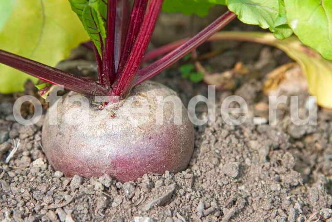 Growing beets. Illustration for an article is used for a standard license © ofazende.ru