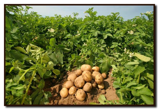 How to achieve a record harvest of potatoes on his land for a short time