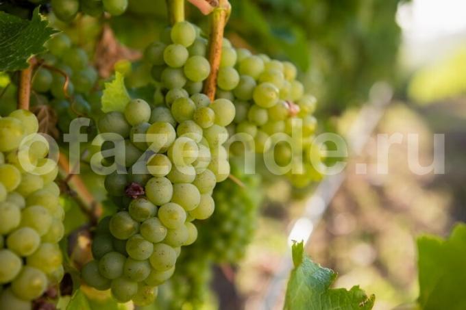 Growing grapes. Illustration for an article is used for a standard license © ofazende.ru