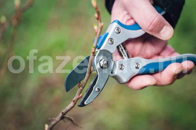 Pruning currant. Illustration for an article is used for a standard license © ofazende.ru