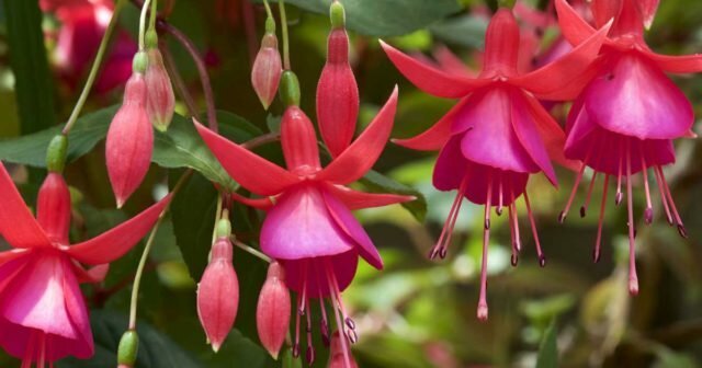 Semi-double flowers with pink sepals