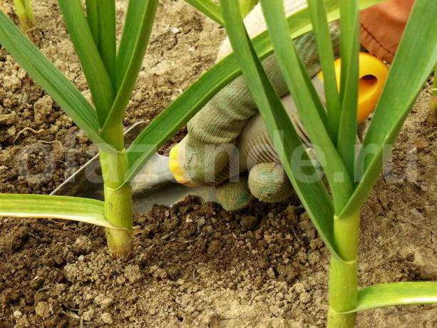 Growing garlic. Illustration for an article is used for a standard license © ofazende.ru