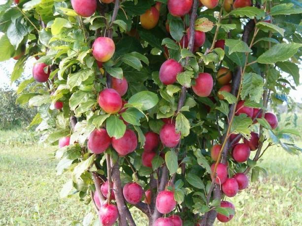 How to grow a plum tree and gather a rich harvest of every year
