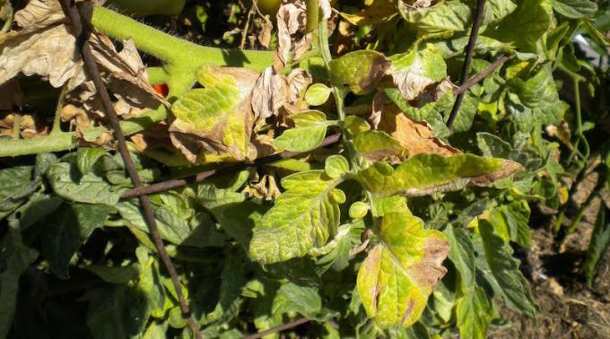 Tomato leaves turn yellow, wither and curl: what to do