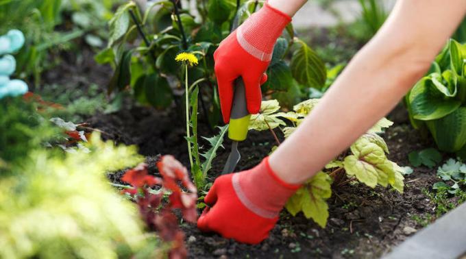 How to get rid of dandelions in the garden