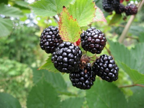 Harvest blackberries. Illustration for an article is used for a standard license © ofazende.ru