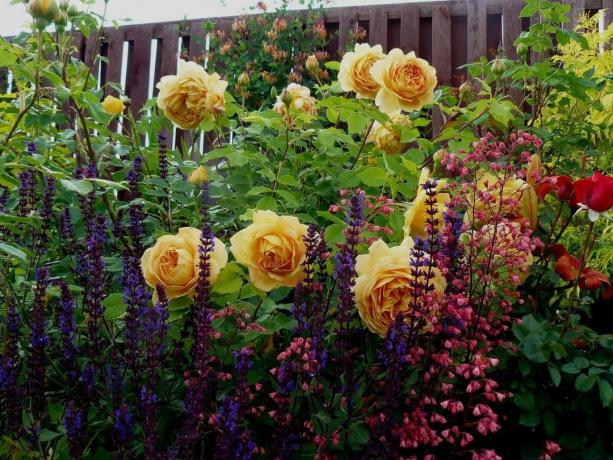 What to do in the flower garden in July: 5 important steps that need to be done now