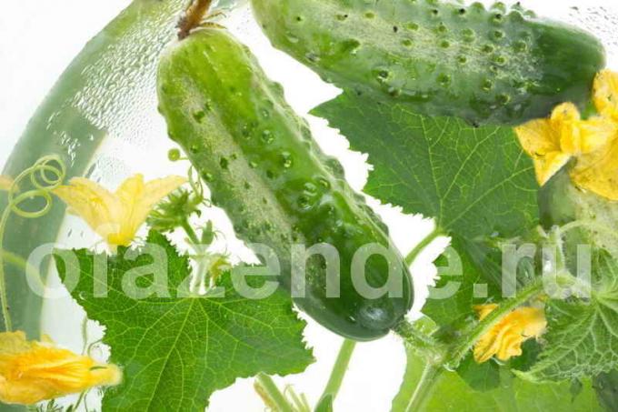 Why twisted leaves of cucumber? Illustration for an article is used for a standard license © ofazende.ru