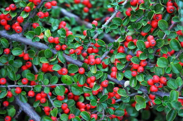 Cotoneaster pressed. Illustrations for the article is used for a standard license © ofazende.ru