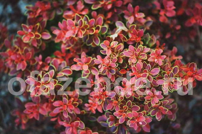 Barberry. Illustration for an article is used for a standard license © ofazende.ru