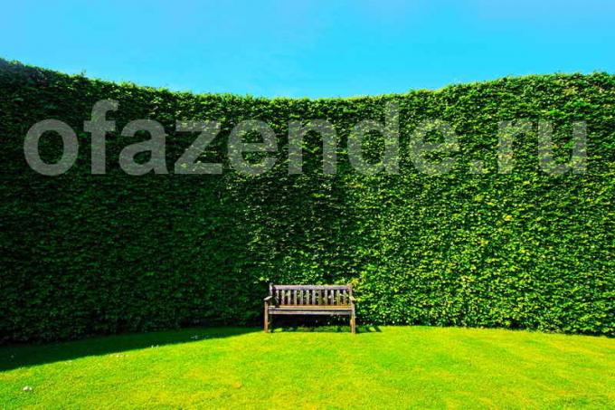 Hedge on your site