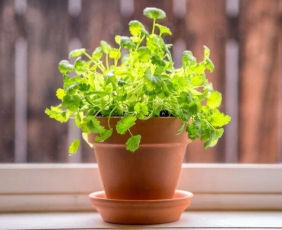 How to quickly and correctly to grow cilantro on a windowsill. Step-by-step instruction