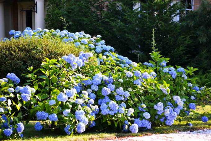 Cultivation of hydrangeas in the garden