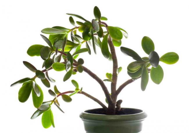 Crassula (money tree) in the house: what are warning signs