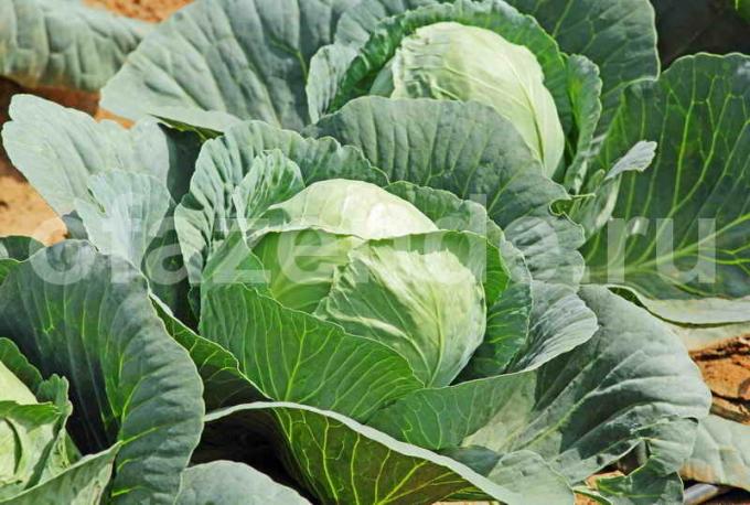 Practical advice on the cultivation of cabbage
