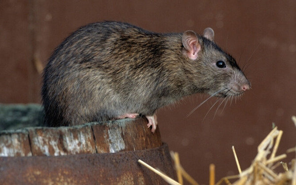 Get rid of rats in the garden ground: inexpensive humane method