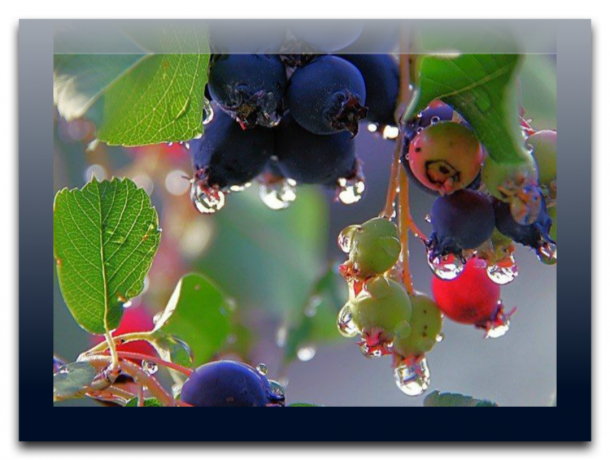 3 Best of large-fruited varieties Irgi - berries, which helps you to save your health