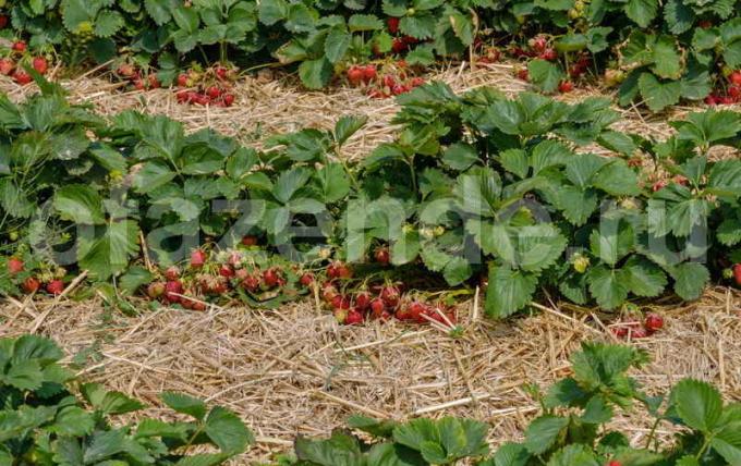 Strawberry patch. Illustration for an article is used for a standard license © ofazende.ru