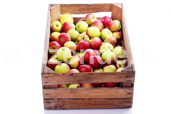 Basic rules for storage of apples