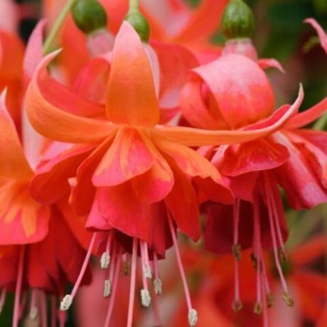 Double flowers with orange sepals