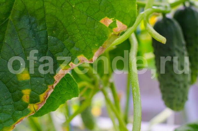 Growing cucumbers. Illustration for an article is used for a standard license © ofazende.ru