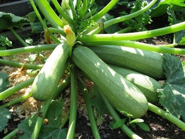 My secrets to a rich harvest of zucchini