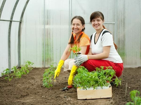 Transplant seedlings in the greenhouse begin in late April