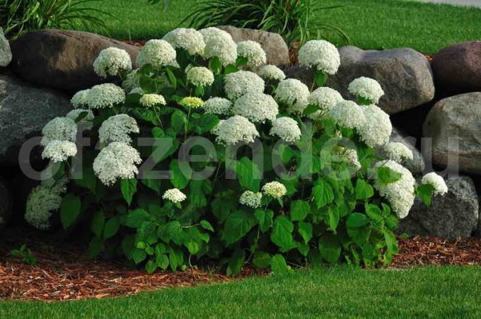 Hydrangea bush. Illustration for an article is used for a standard license © ofazende.ru