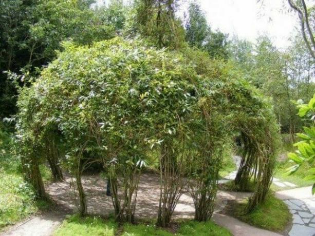 How to make an arbor of live trees and roses