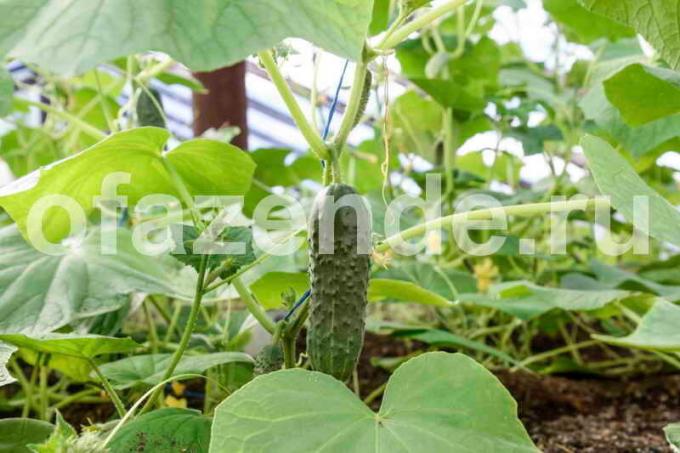 Growing cucumbers. Illustration for an article is used for a standard license © ofazende.ru