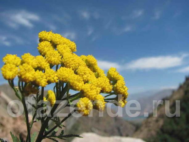 Several varieties of tansy for your garden: description and properties
